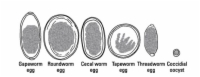 鶏の健康と治療に関する10の一般的な誤解