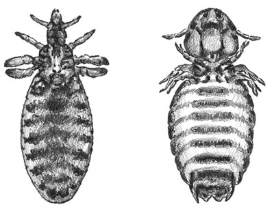 ヤギの外部寄生虫を制御する方法