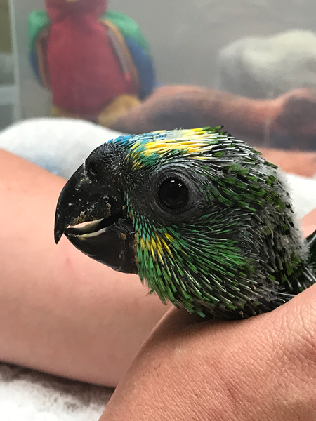 鳥を買うときに尋ねる10の質問