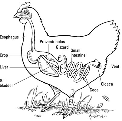 鶏の消化器系