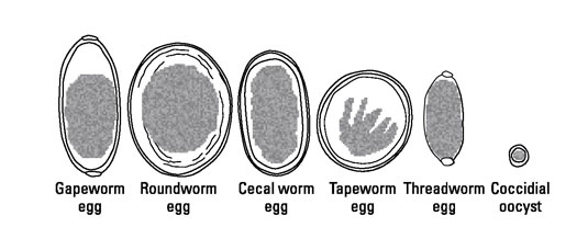 鶏の寄生虫