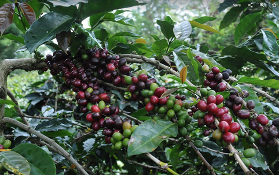 コーヒーのライフサイクル:種子から収穫まで