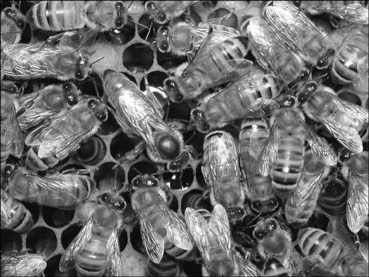 ミツバチの3つのカーストを識別する方法