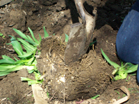 多年生植物を分ける方法