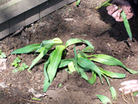 多年生植物を分ける方法
