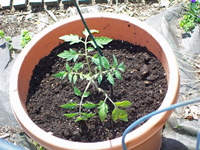 コンテナガーデニング：鉢植えに野菜を植える方法