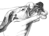 あなたの犬の歯を磨く方法