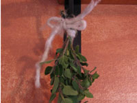 新鮮なハーブの乾燥