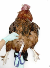 鶏の壊死：内臓