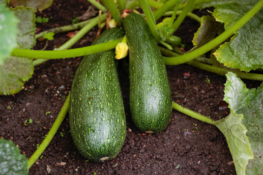 トップ5地中海野菜