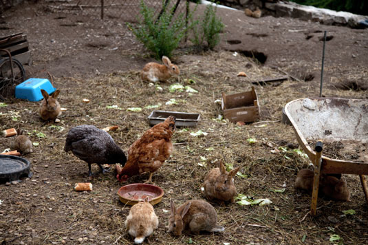 庭での鶏の行動