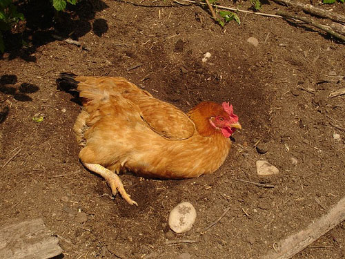 庭での鶏の行動