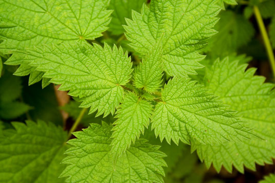 鶏のために育てることができる5つの種子生産植物