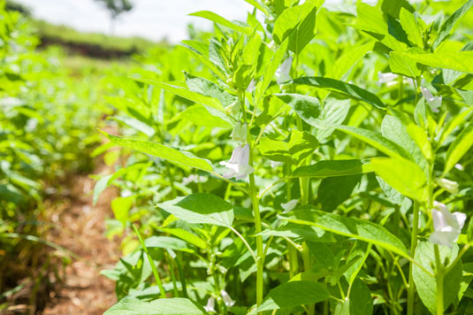 鶏のために育てることができる5つの種子生産植物