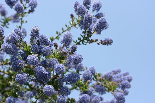 あなたのチキンガーデンの斜面を修正するための4つの植物