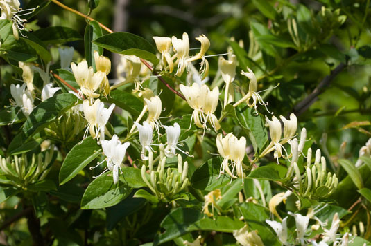 あなたのチキンガーデンの斜面を修正するための4つの植物