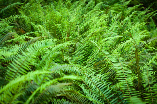 あなたのチキンガーデンの斜面を修正するための4つの植物