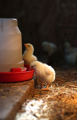 放し飼いの鶏のための水、食べ物、おやつ