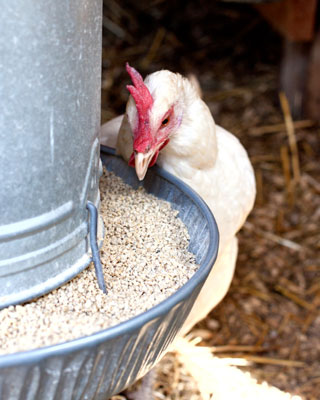 放し飼いの鶏のための水、食べ物、おやつ