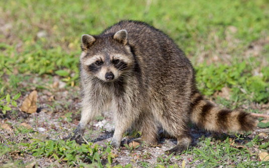 放し飼いの鶏の8つの一般的な捕食者