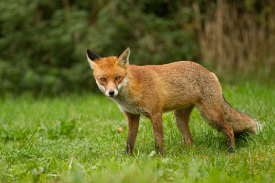 放し飼いの鶏の8つの一般的な捕食者