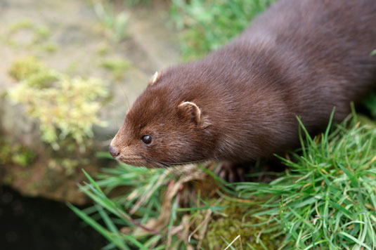 放し飼いの鶏の8つの一般的な捕食者