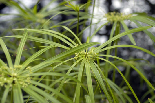 あなたのチキンガーデンの湿った場所を修正するための5つの植物