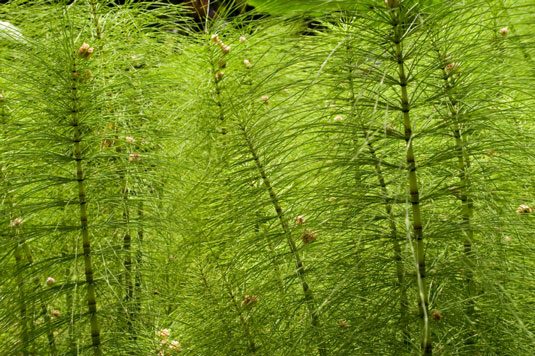 あなたのチキンガーデンの湿った場所を修正するための5つの植物