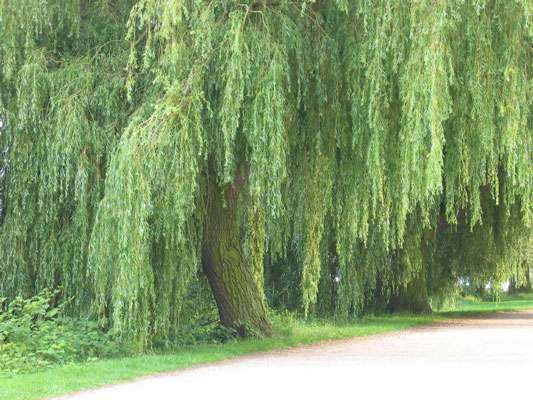 あなたのチキンガーデンの湿った場所を修正するための5つの植物