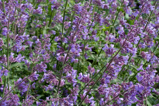 あなたのチキンガーデンのための4つの天然防虫植物