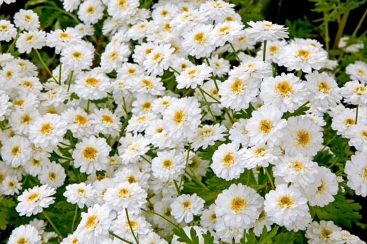 あなたのチキンガーデンのための4つの天然防虫植物