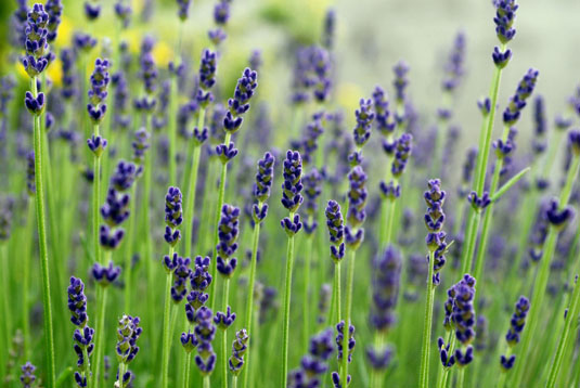 あなたのチキンガーデンのための4つの天然防虫植物