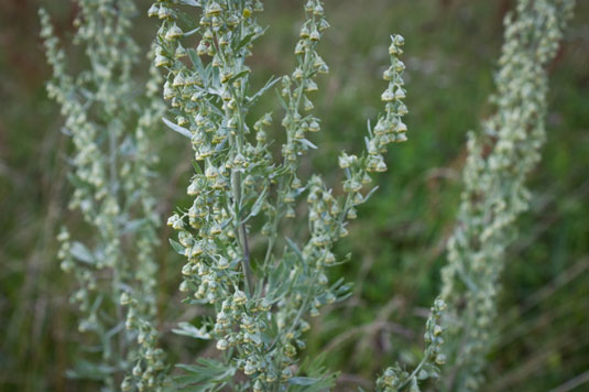 あなたのチキンガーデンのための4つの天然防虫植物