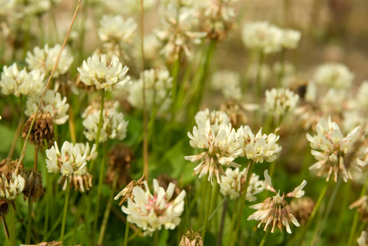 土壌にやさしい3種類の鶏にやさしい植物