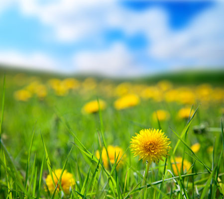 土壌にやさしい3種類の鶏にやさしい植物