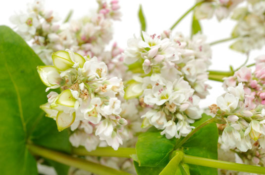 土壌にやさしい3種類の鶏にやさしい植物