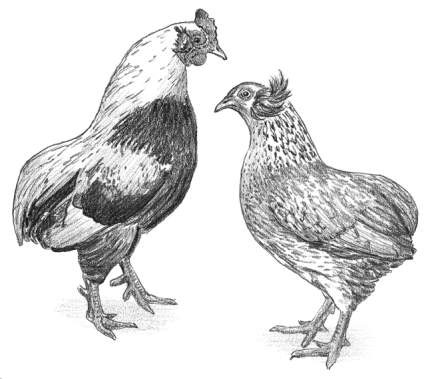 鶏の品種の7つのカテゴリー