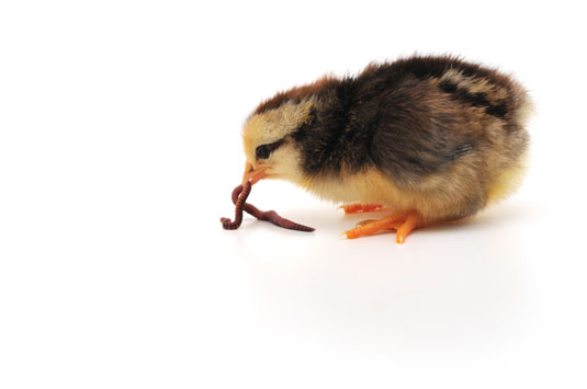鶏肉と卵についての誤解