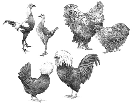 健康でストレスのない鶏を飼うための11のヒント