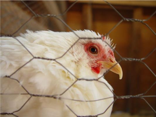 健康でストレスのない鶏を飼うための11のヒント