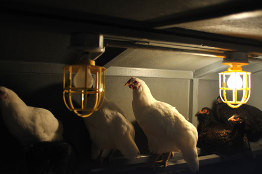 健康でストレスのない鶏を飼うための11のヒント