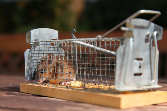 健康でストレスのない鶏を飼うための11のヒント