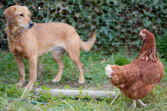 健康でストレスのない鶏を飼うための11のヒント
