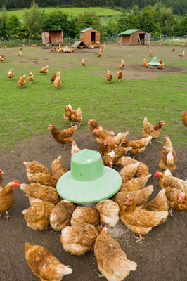 健康でストレスのない鶏を飼うための11のヒント
