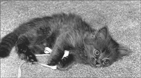 あなたの猫への10の一般的な家庭の危険