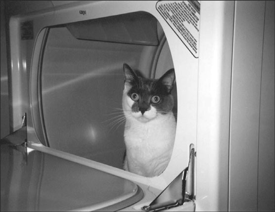 あなたの猫への10の一般的な家庭の危険