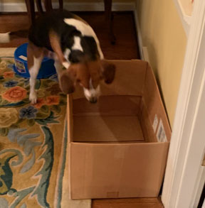 犬の訓練：箱の中に隠れるように犬を教える