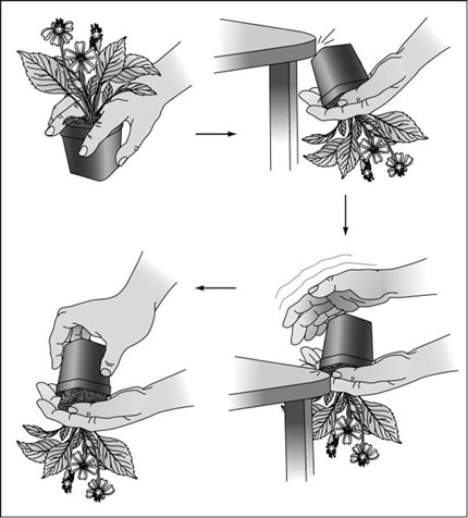 誰にでもできる植え替えの手順