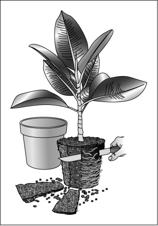 誰にでもできる植え替えの手順