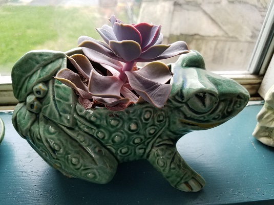 多肉植物を育てて世話をする方法